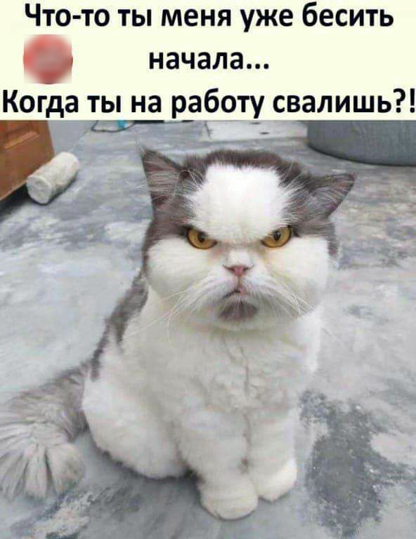 Что то ты меня уже бесить начала Когда ты на р_аботу свалишь