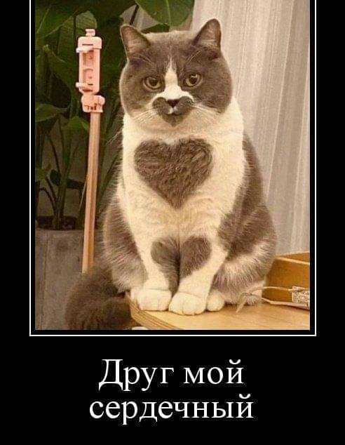 Друг мой сердечный