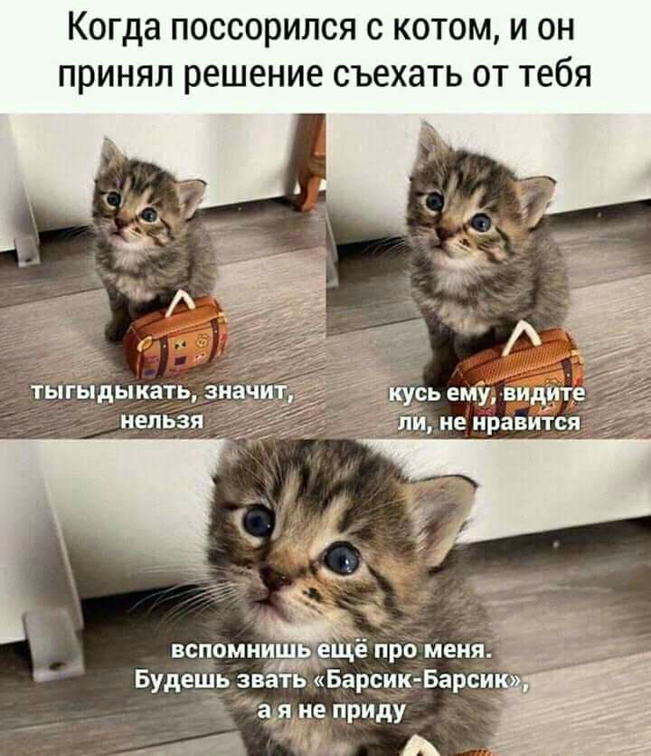 Когда поссорился С КОТОМ И ОН ПРИНЯЛ решение съехать ОТ Тебя ТТ Вспомнещё Про меня Будешь звать Барсик Барси _ гине приш с А