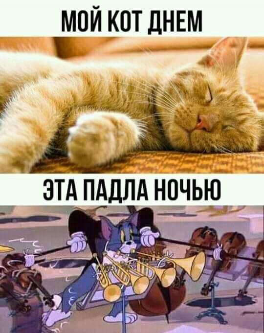 МОЙ КОТ дНЕМ