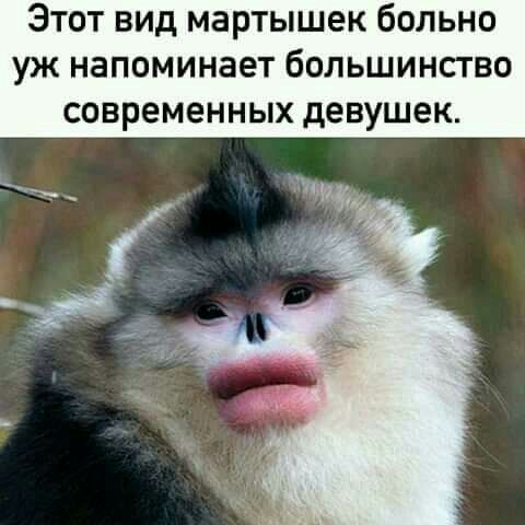 Этот вид мартышек больно уж напоминает большинство современных девушек