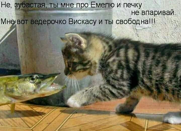 не впаривай ко Виокасу и ты свободна