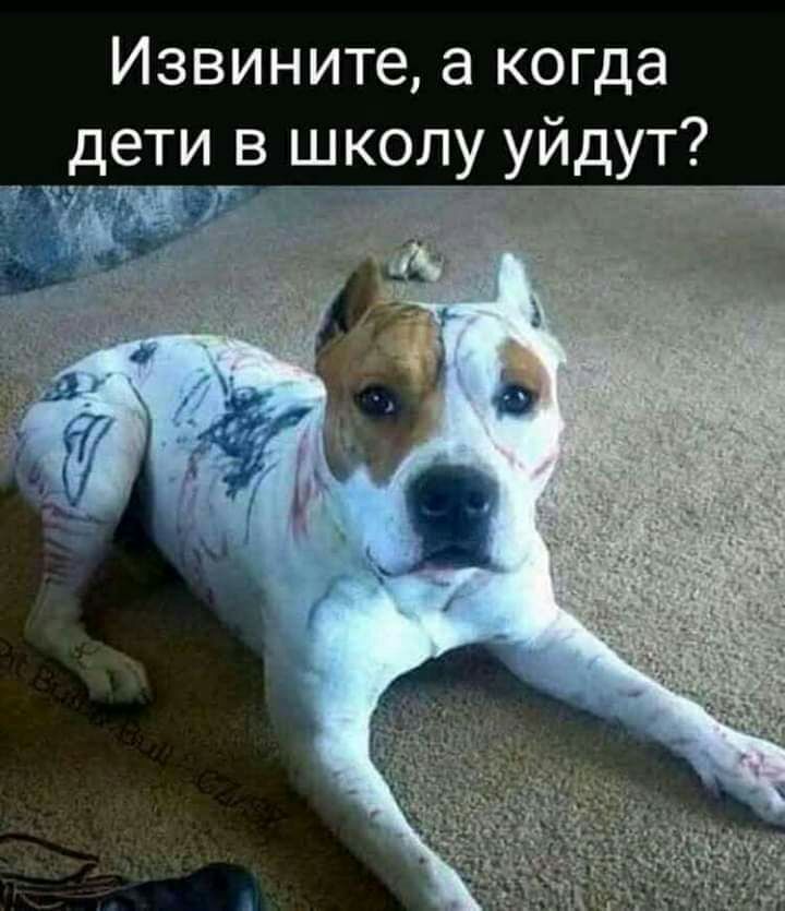 Извините а когда 7 дети в школу уйдут