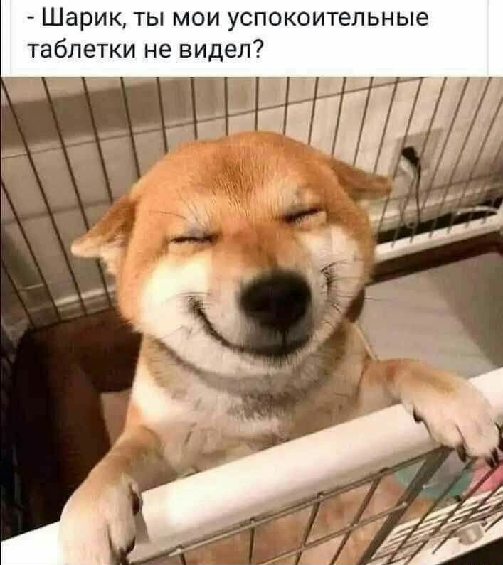 Шарик ты мои успокоительные таблетки не видел