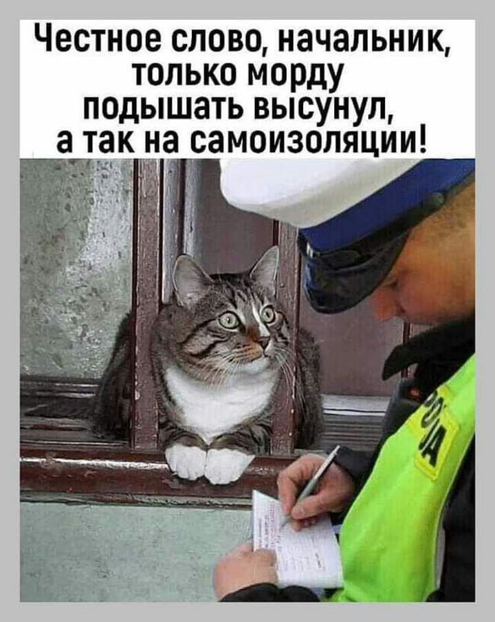 Честное слово начальник только морду подышать высунул атак на самоизоляции