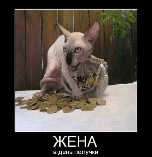 ЖЕНА в день попучки