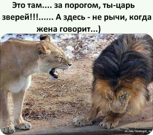 Это там за порогом ты царь зверей А здесь не рычи когда