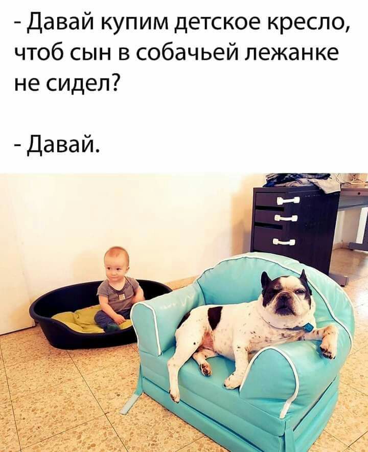 Давай купим детское кресло чтоб сын в собачьей лежанке не сидел Давай