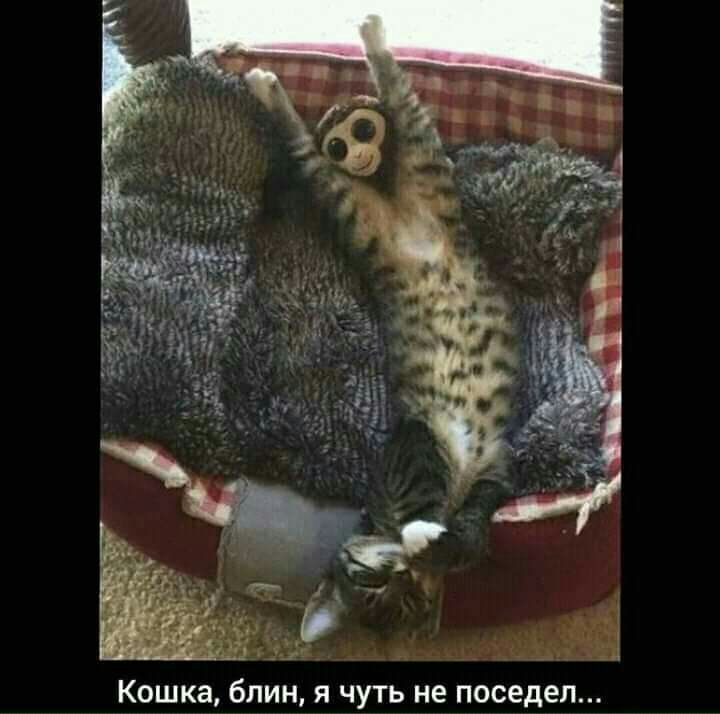 _1 Кошка бПИН Я ЧУТЬ не поседел