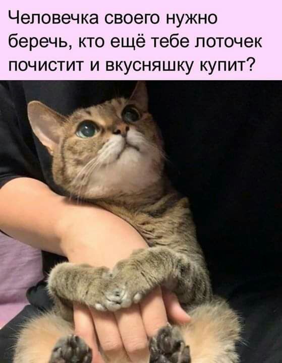 Человечка своего нужно беречь кто ещё тебе поточек почистит и вкусняшку купит