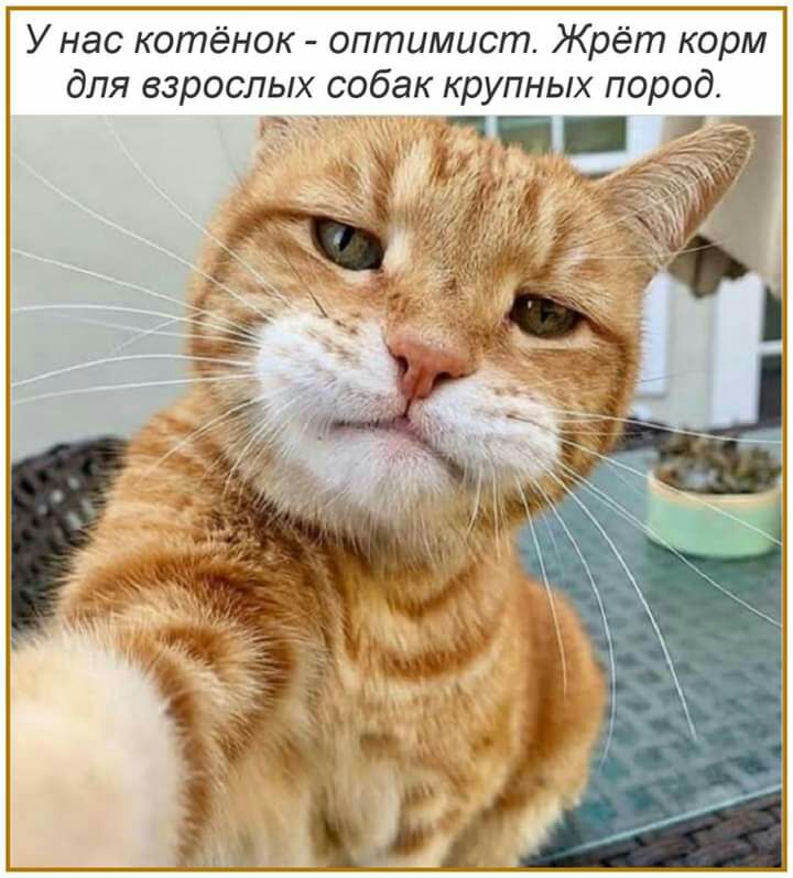 У нас котёнок оптимист Жрёт корм для взрослых собак крупных пород