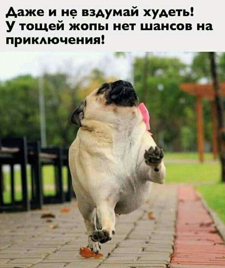 даже и не вздумай худеть У тощей жопы нет шансов на прикдючения