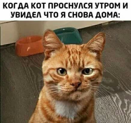 КОГДА КОТ ПРОСНУАСЯ УТРОМ И УВИАЕА ЧТО Я СНОВА ЛОМА