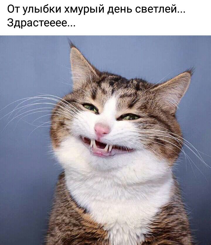 От улыбки хмурый день светлей Здрастееее