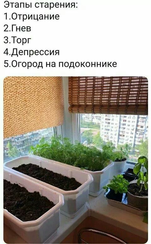 Этапы старения ТОтрицание 2Гнев 3Торг 4Депрессия 50город на подоконнике