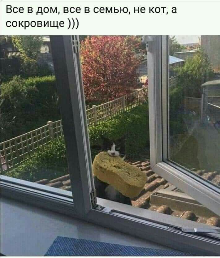 Все в дом все в семью не кот а сокровище хі