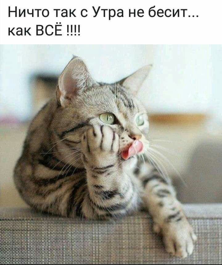 Ничто так с Утра не бесит как ВСЁ