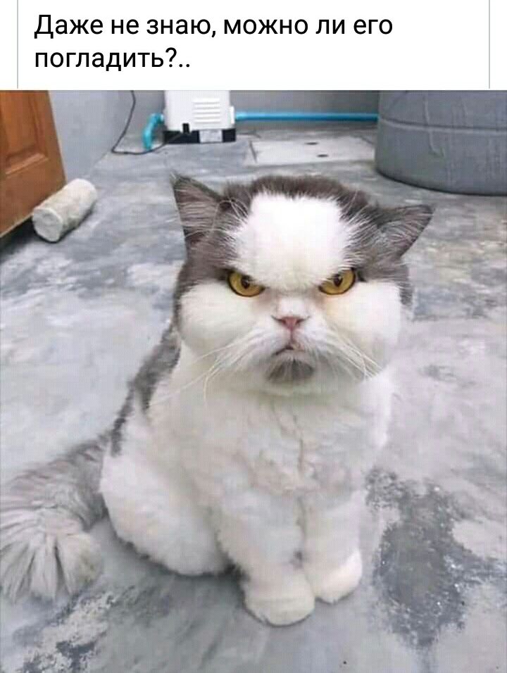 Даже не знаю можно ли его погладить