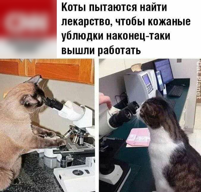 Коты пытаются найти лекарство чтобы кожаные ублюдки наконец таки вышли работать