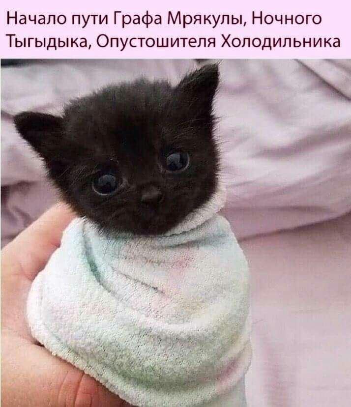 Начало пути Графа Мрякупы Ночного ГЫГЫДЫ ка ОПУСТОШ ителя ХОЛОДИЛЬН И КЭ