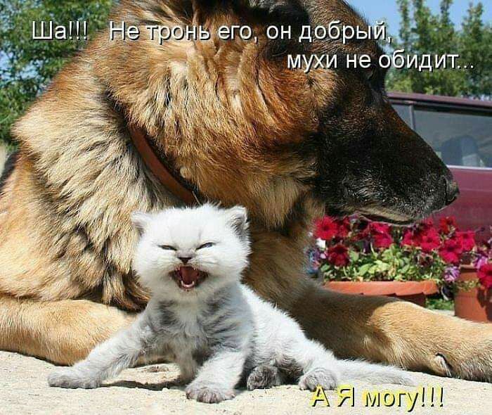д м огу
