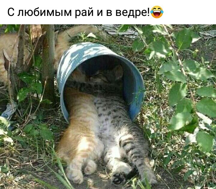 С любимым рай и в ведре