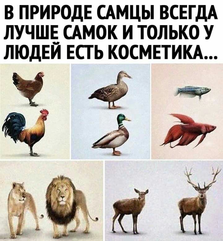 В ПРИРОДЕ САМЦЫ ВСЕГДА ЛУЧШЕ САМОК И ТОЛЬКО У ЛЮДЕИ ЕСГ Ь КОСМЕТИКА