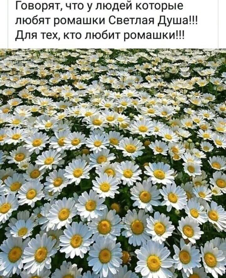 Говорят что у людей которые любят ромашки Светлая Душа Для тех кто любит ромашки