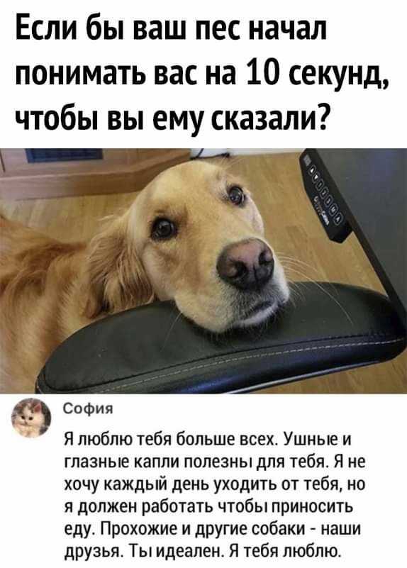 Если бы ваш пес начал понимать вас на 10 секунд чтобы вы ему сказали София Я люблю тебя больше всех Ушные и глазные капли полезны для тебя Я не хочу каждый день уходить от тебя но я должен работать чтобы приносить еду Прохожие и другие собаки наши друзья_ Ты идеален Я тебя люблю