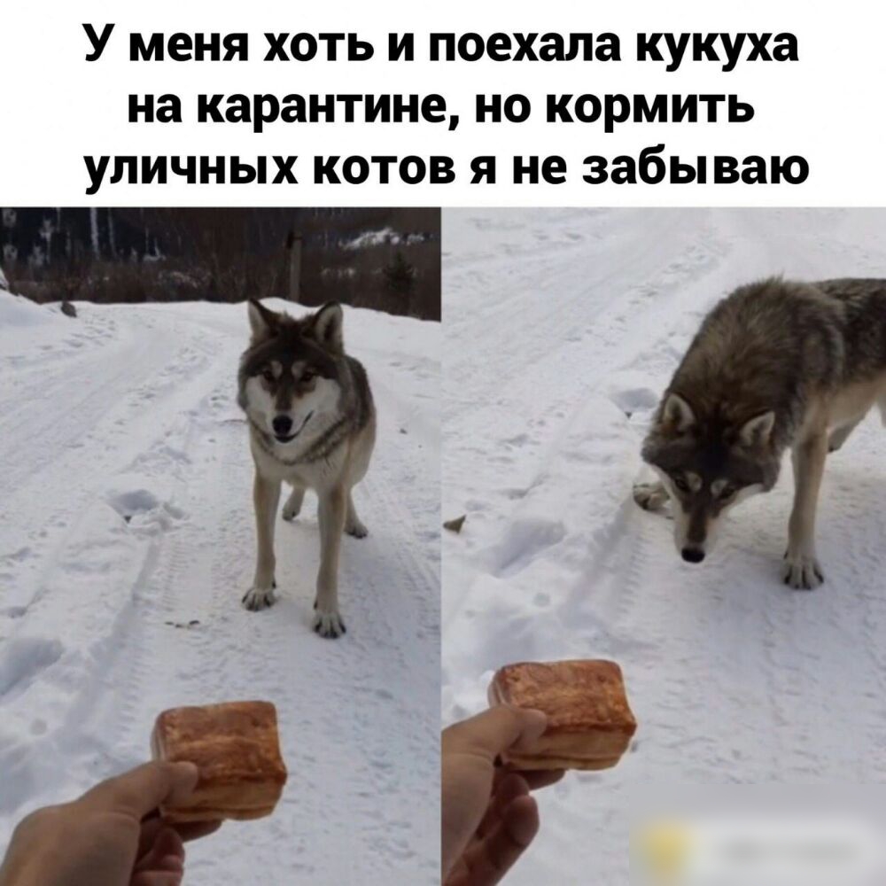 У меня хоть и поехала кукуха на карантине но кормить уличных котов я не забываю