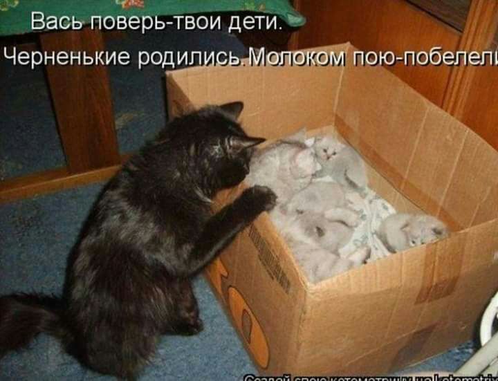 дц Вась поверь твои дети Черненькие родил