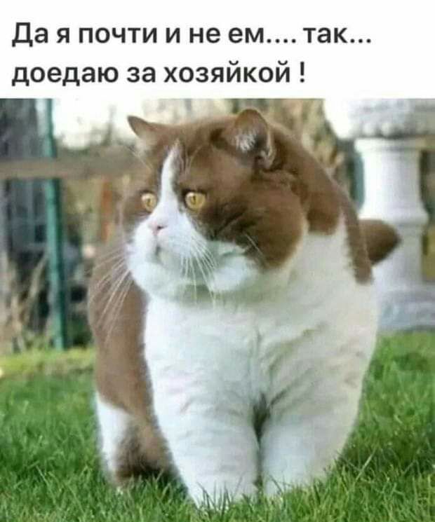 Да я почти и не ем так доедаю за хозяйкой