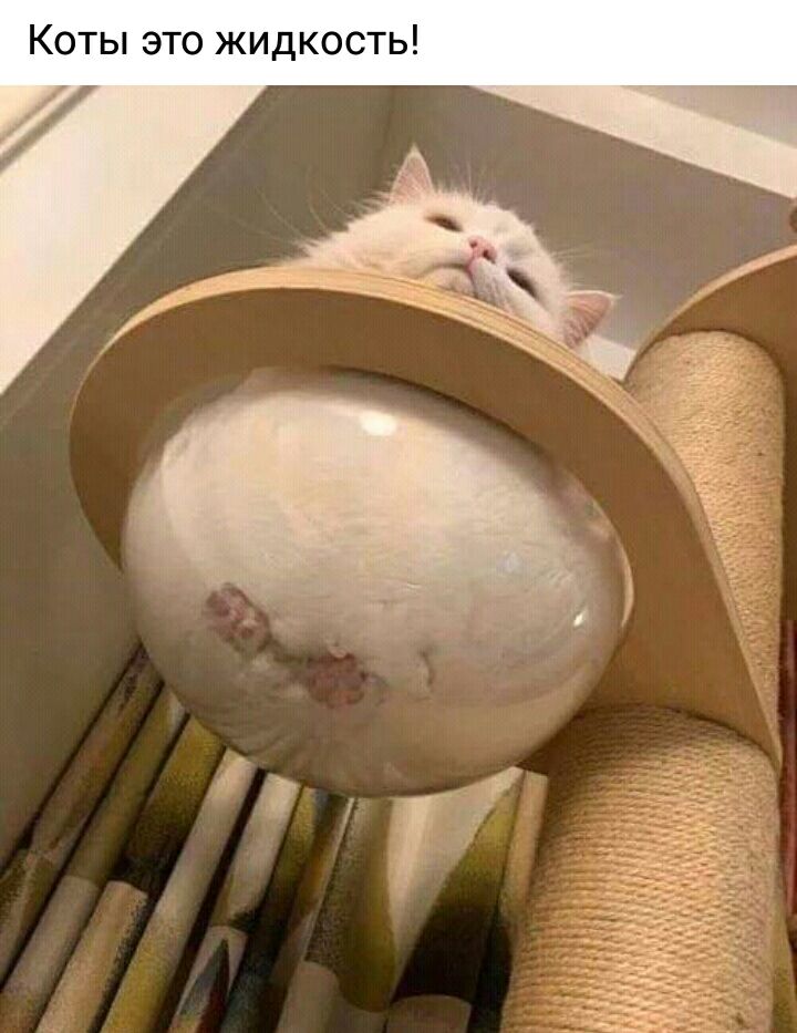Коты это жидкость