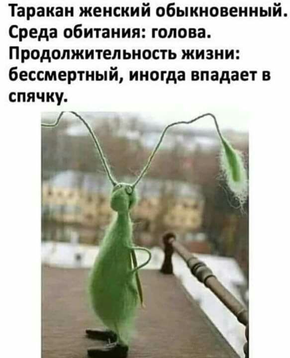 Таракан женский обыкновенный Среда обитания голова Продолжительность жизни бессмертный иногда впадает в спячку