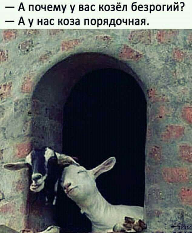 А почему у вас козёл безрогий А у нас коза порядочная