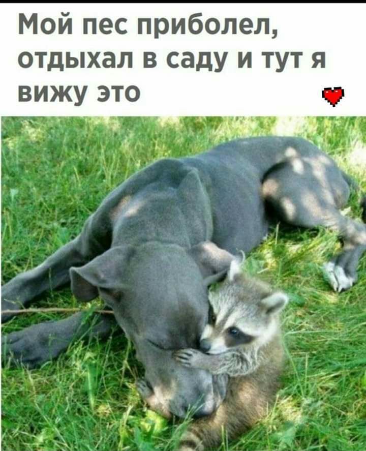 Мой пес приболел отдыхал в саду и тут я вижу это