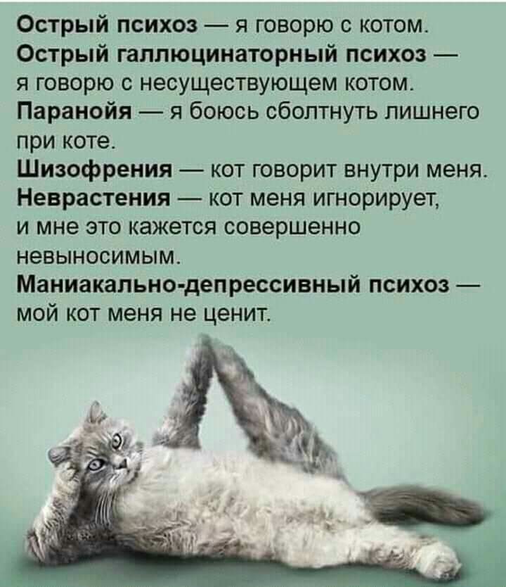 Острый психоз я говорю с котом Острый галлюцинаторный психоз я говорю с несуществующем котом Паранойя я боюсь сбоптнуть лишнего при коте Шизофрения кот говорит внутри меня Неврастения кот меня игнорирует и мне это кажется совершенно невыносимым Маниакально депрессивный психоз мой кот меня не ценит