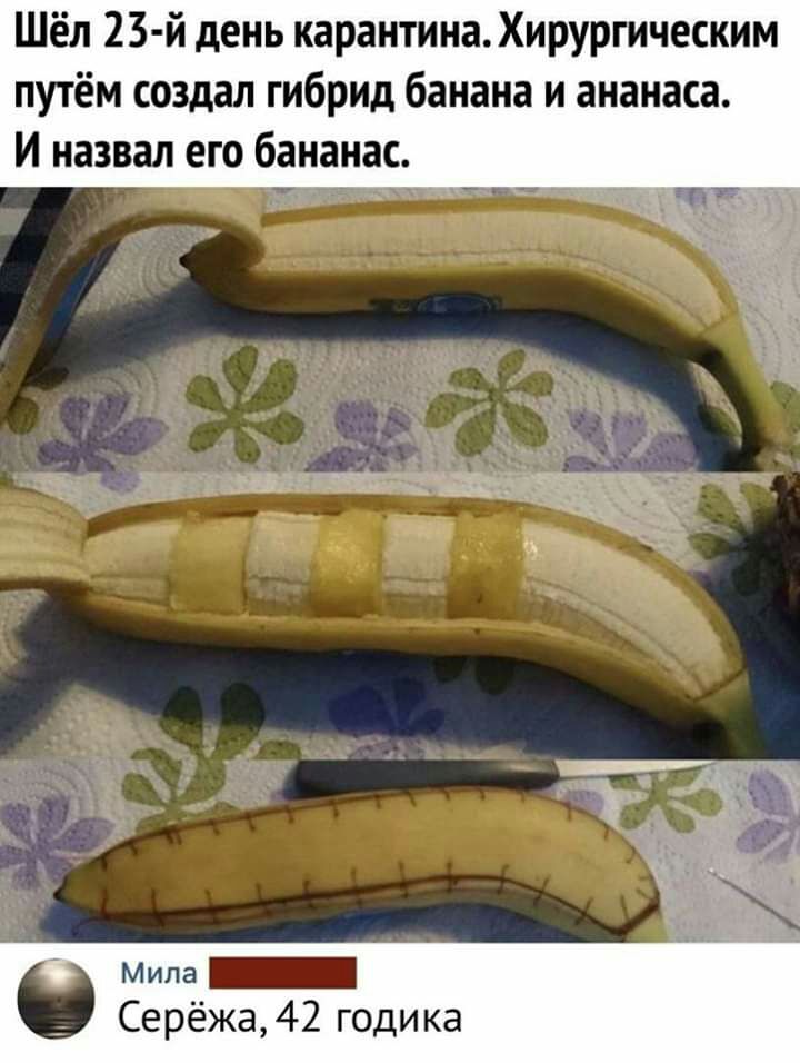 Шёл 23 й день карантинаХирургическим путём создал гибрид банана и ананаса И назвал его бананас _ Мила _