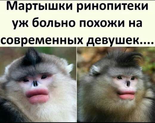 Мартышки ринопитеки уж больно похожи на