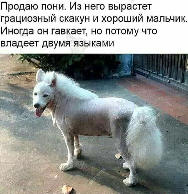 Продаю пони Из него вырастет грациозный скакун и хороший мальчик Иногда он гавкает но потому что владеет двумя языками