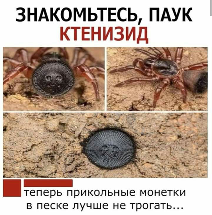 ЗНАКОМ ЬТЕСЬ ПАУК КТЕН ИЗИД Теперь прикольные МОНЕТКИ В песке ЛУЧШЕ не трогать