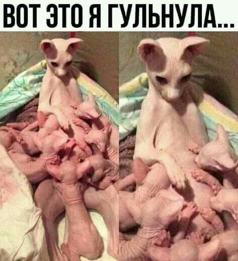 ВПТ ЭТП Н ГУЛЬНУЛА