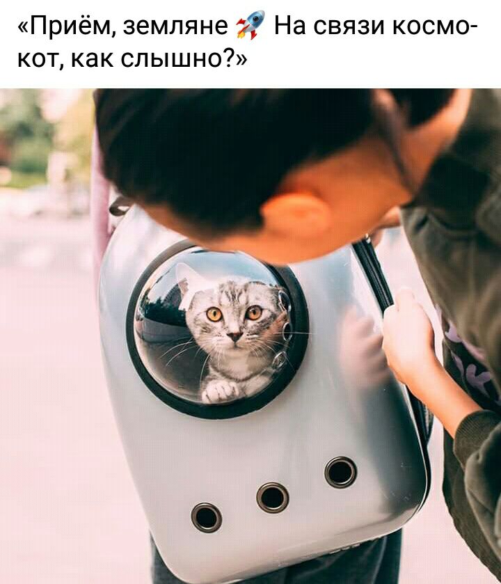 Приём земляне На связи космо кот как слышно