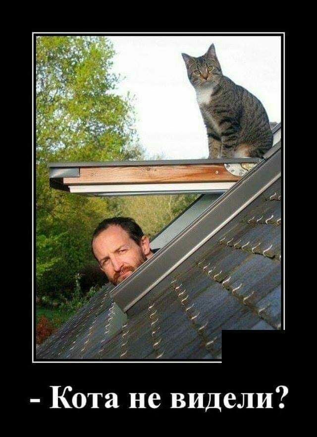 Кота не видели