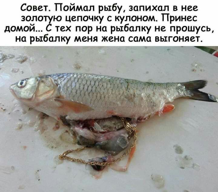 Совет Поймал рыбу запихал в нее золо ю цепочку с кулоном Принес домой тех пор на рыбалку не прошусь на рыбалку меня жена сама выгоняет