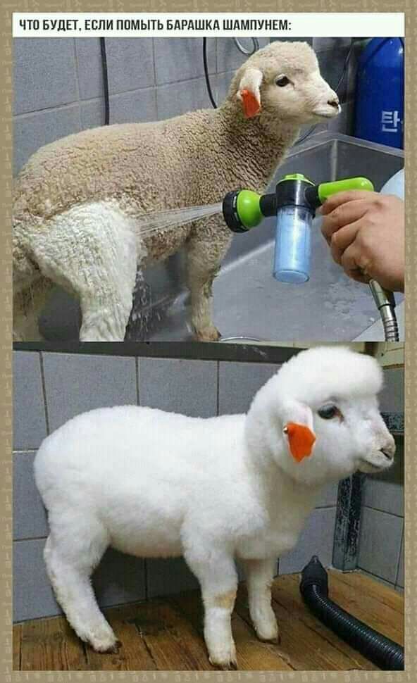 ЧТО БУДЕТ ЕСЛИ ППМЫТЬ БдРАШКд ШдМПУНЕМ