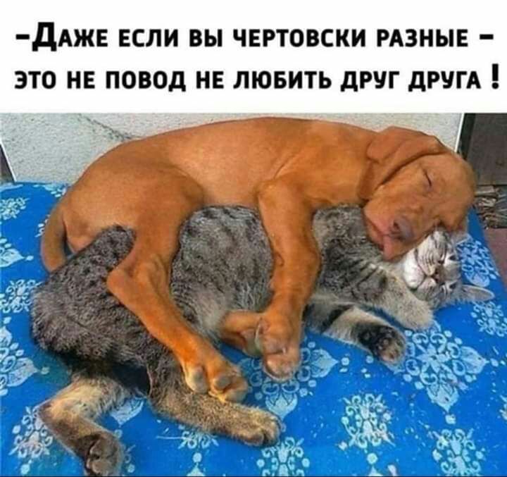 дАЖЕ ЕСЛИ ВЫ ЧЕРТОВСКИ РАЗНЫЕ ЭТО НЕ ПОВОД НЕ ЛЮБИТЬ дРУГ дРУГА