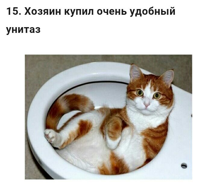 15Хозяинкупилоченьудобный унитаз