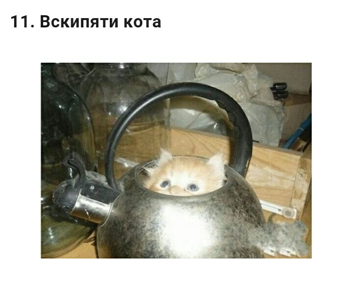 11 Вскипяти кота