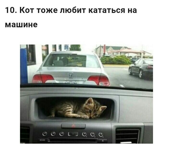 10 Кот тоже любит кататься на машине